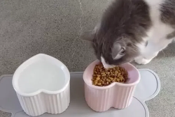 猫食水碗套装