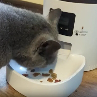 自动猫喂食器