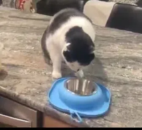 猫喂食碗