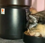 猫自动喂食器