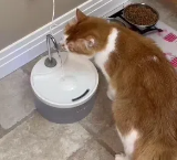 猫饮水器